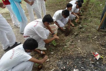 Tree plantation